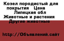 Козел породистый для покрытия › Цена ­ 1 - Липецкая обл. Животные и растения » Другие животные   